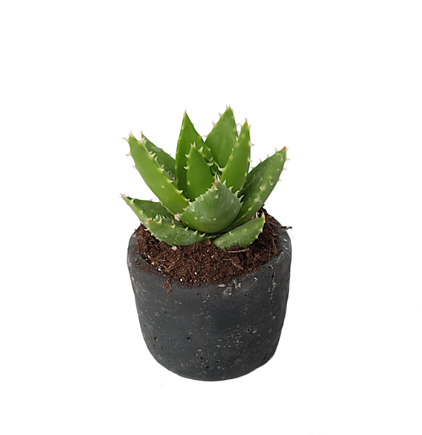 Haworthia incl bloempotje | Ø9cm H13cm