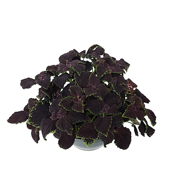 Siernetel - Coleus | Ø23cm H28cm