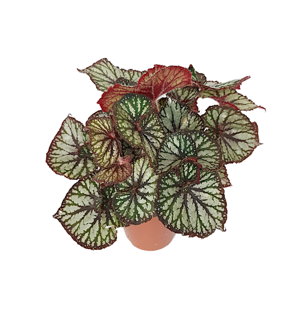 Begonia rex 'Spiralis' | Ø15cm H37cm