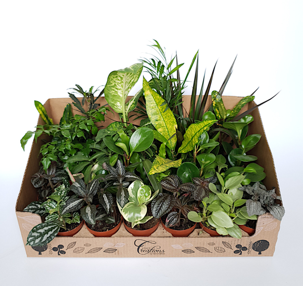 Kamerplanten mix - compleet in displaydoos