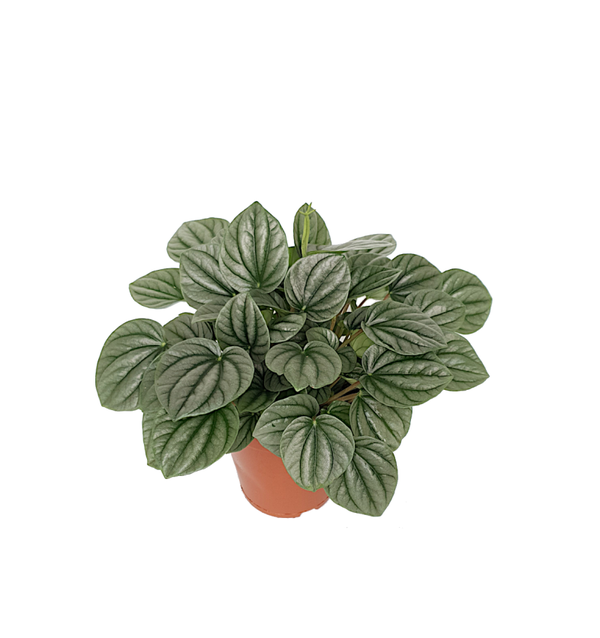 Peperomia 'Moonlight' | Ø15cm H25