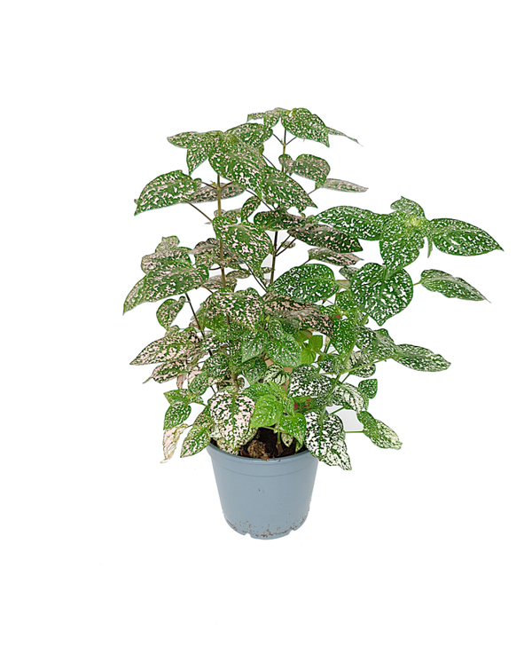 Hypoestes phyllostachya | Ø17cm H60cm