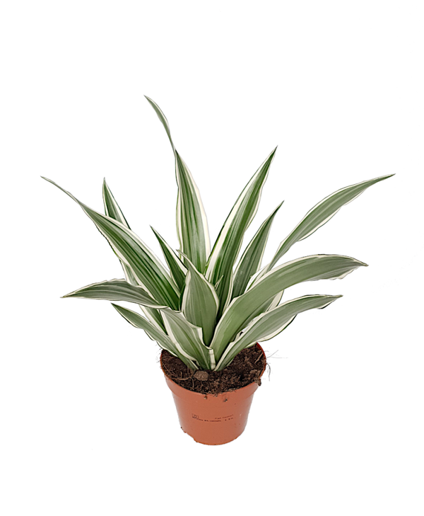 Dracaena fragrans 'White stripe' | Ø12cm H32cm