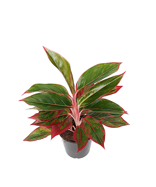 Aglaonema 'Jungle Red' | Ø12cm H30cm
