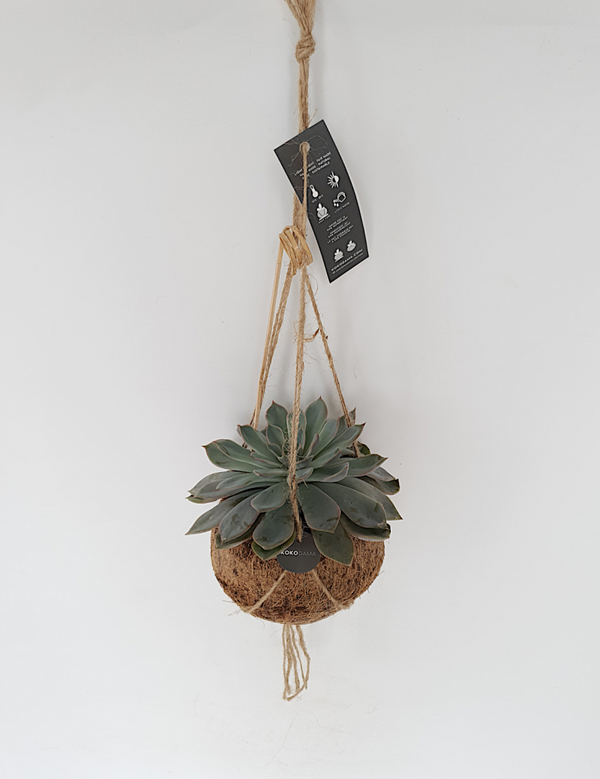 Kokodama inclusief succulent