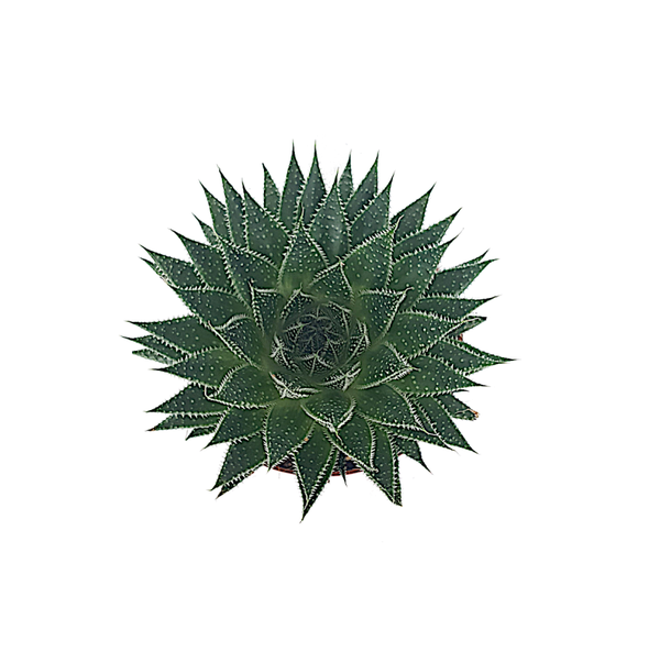 Aloe aristata magic | Ø12cm H18cm