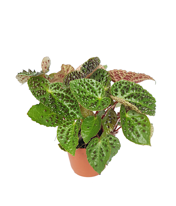 Begonia Ferox | Ø13cm H27cm