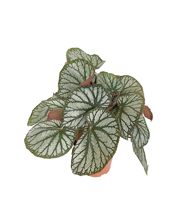 Begonia King | Ø15cm H37cm