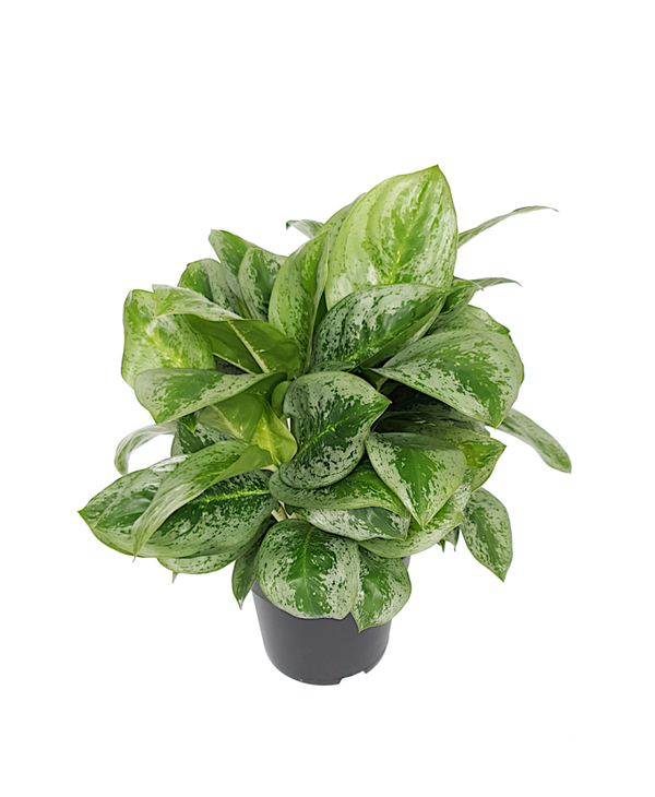 Aglaonema Lemon Mint | Ø19cm H47cm