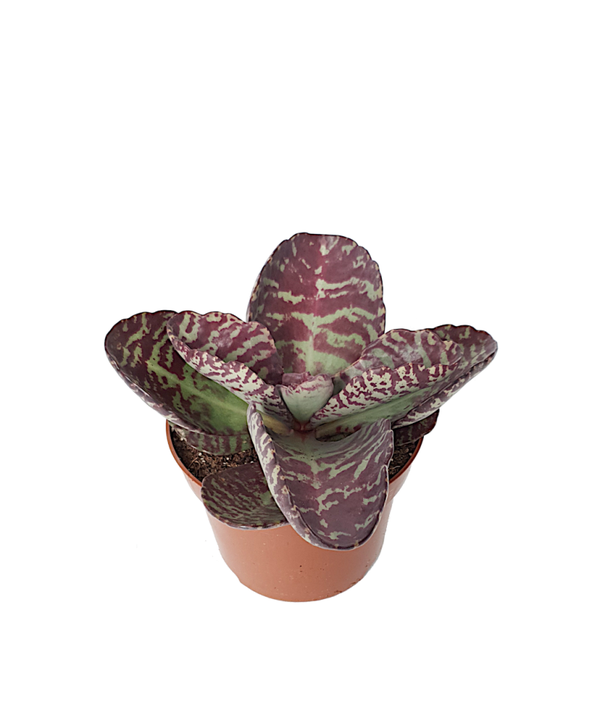 Kalanchoe Pinatum | Ø12cm H15cm