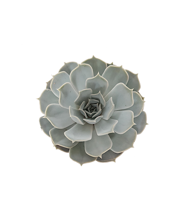 Echeveria | Ø12cm H16cm