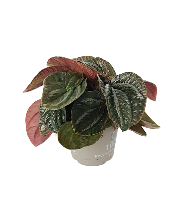 Peperomia Ecuador | Ø14cm H22cm