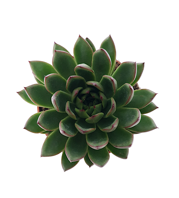 Echeveria Agavoides | Ø10,5cm H13cm