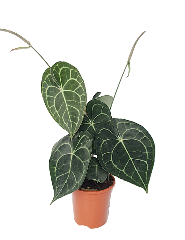 Anthurium clarinervium | Ø17cm H52cm
