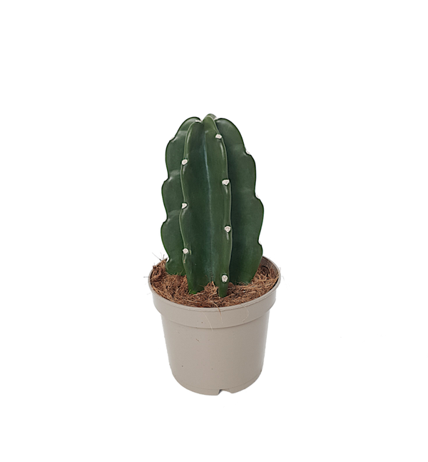 Cuddly cactus | Ø12cm H25cm