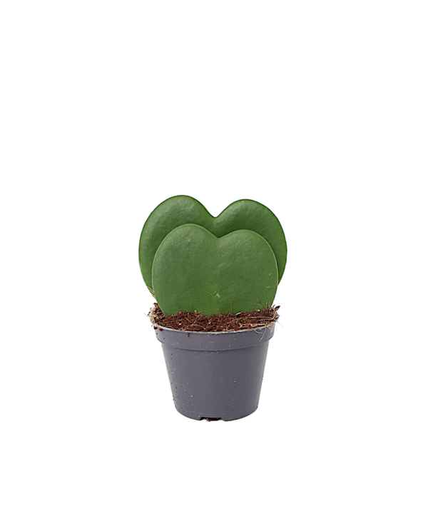 Hoya kerrii dubbel | Ø6cm H10cm