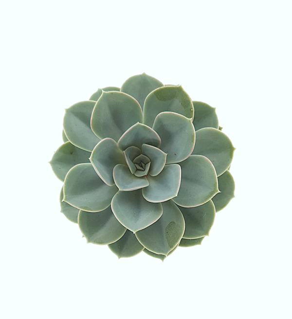 Echeveria | Ø12cm H18cm