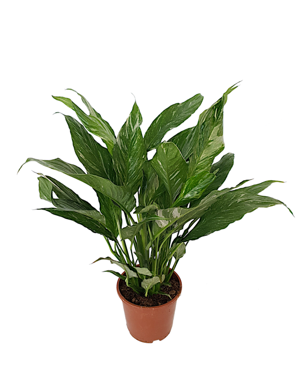 Spathiphyllum 'Diamond' | Ø14cm H50cm