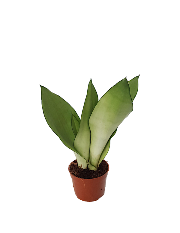 Sansevieria trifa. | Ø9cm H30cm
