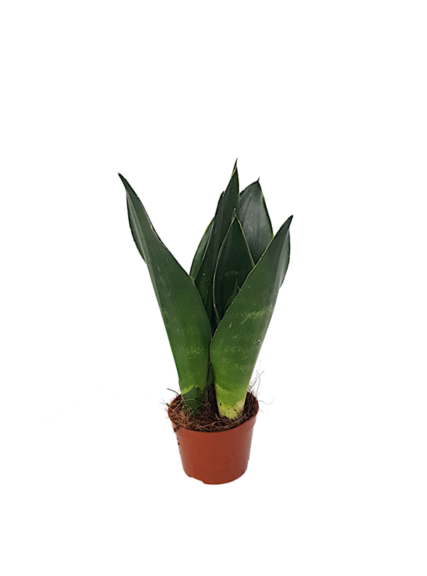 Sansevieria trifa. | Ø9cm H30cm