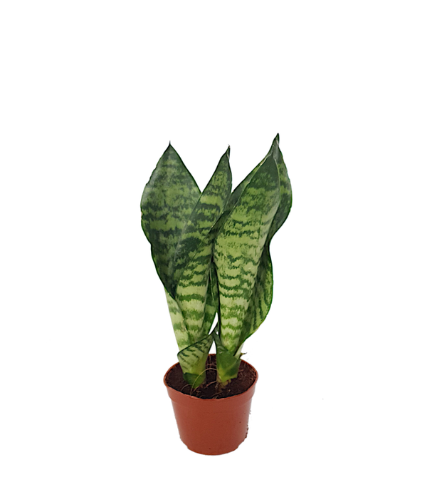 Sansevieria trifa. | Ø9cm H30cm