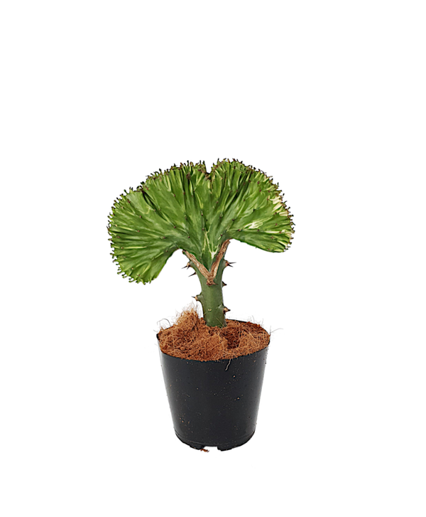 Euphorbia Lactea 'Cristata' | Ø12cm H30cm