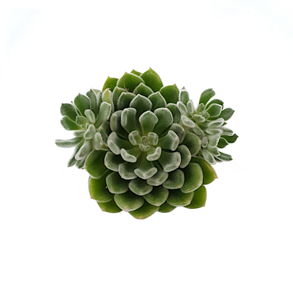 Echeveria 'Setosa' | Ø12cm H15cm