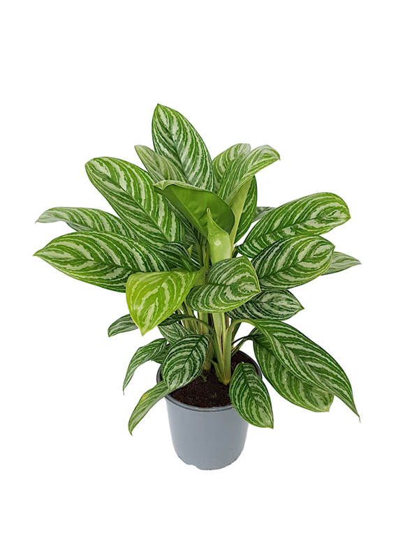 Aglaonema 'stripes' | Ø23cm H75cm