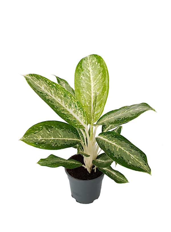 Aglaonema Milky Way | Ø17cm H55cm