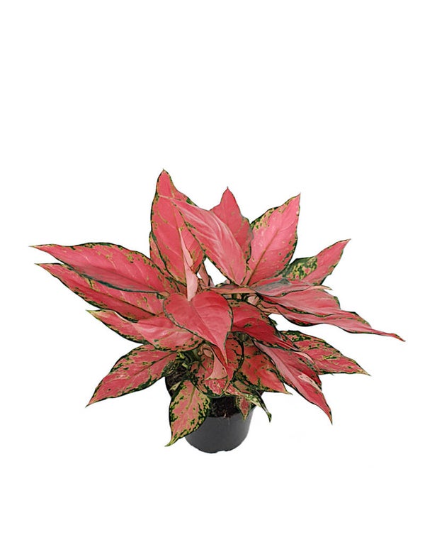Aglaonema 'Cherry Baby' | Ø12cm H28cm