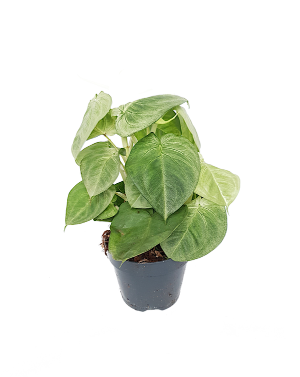 Syngonium Macrophyllum 'Ice Frost' | Ø15cm H40cm