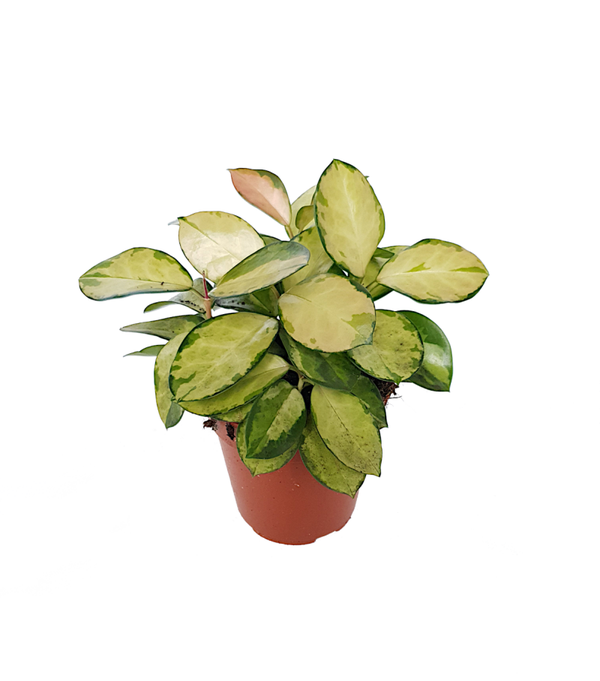 Hoya Australis 'Lisa' | Ø12cm H22cm