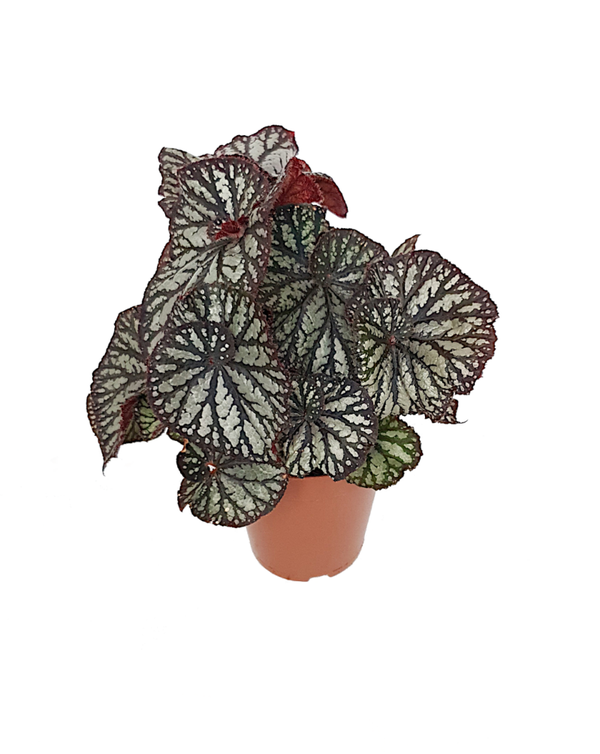 Begonia Spiralis | Ø15cm H33cm