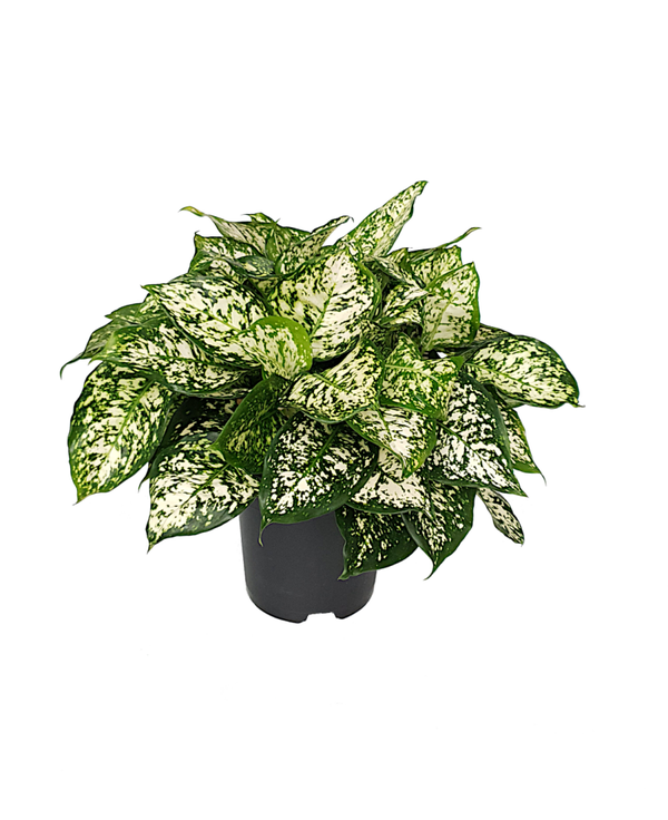 Aglaonema Snow White | Ø19cm H41cm