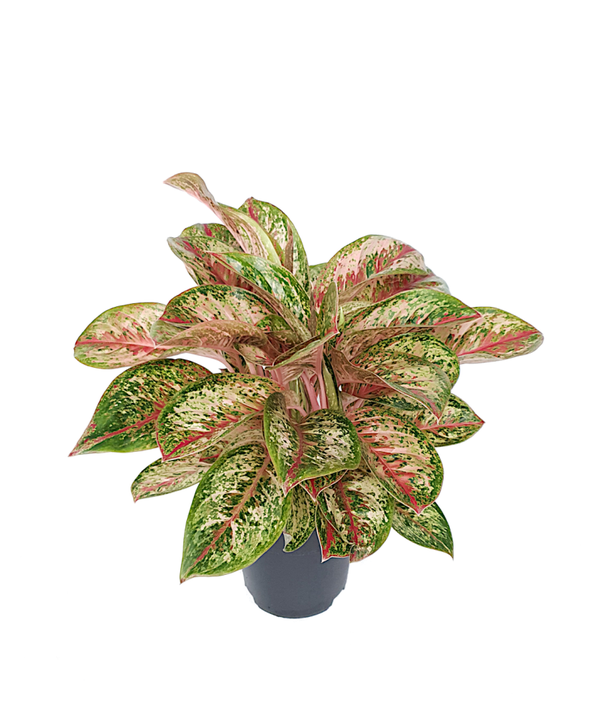 Aglaonema Painted Celebration | Ø19cm H50cm