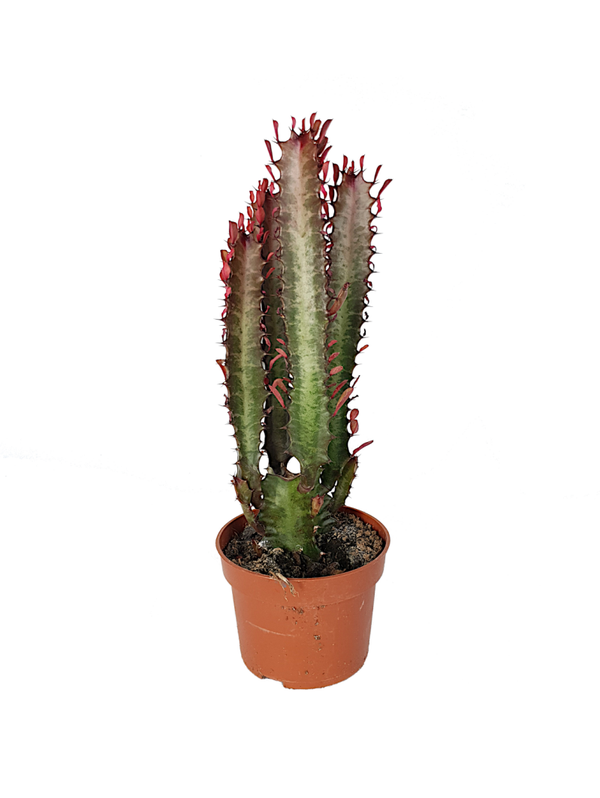 Euphorbia Trigona 'Rubra' | Ø10,5cm H33cm