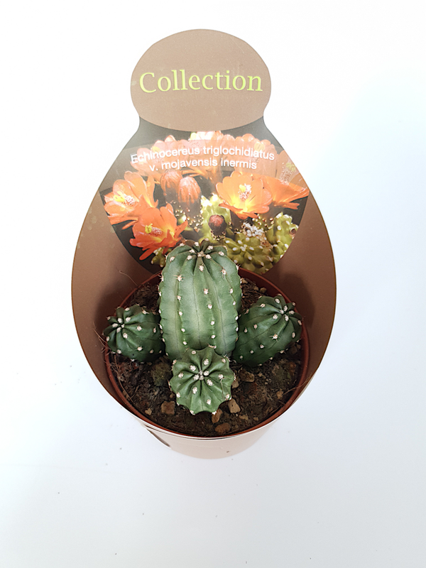 Echinocereus triglochidiatus v. mojavensis inermis | Ø10,5cm H13cm