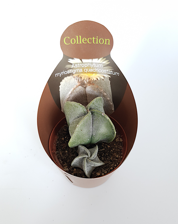Astrophytum myriostigma quadricostatum | Ø10,5cm H12cm