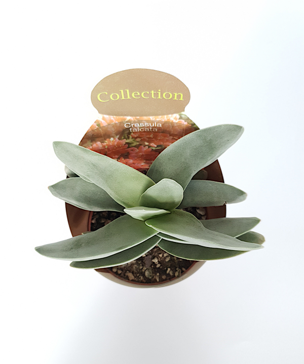 Crassula falcata - Boomerang Blue | Ø10,5cm H17cm