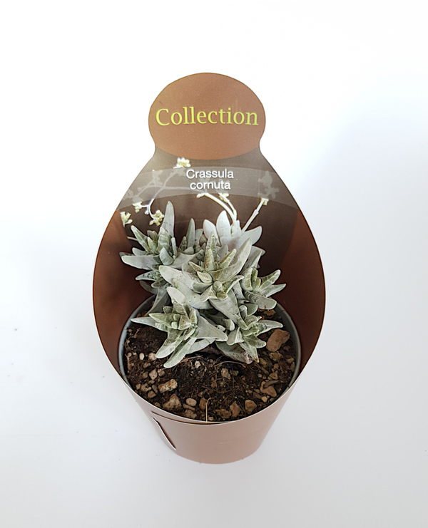 Crassula Cornuta | Ø10,5cm H13cm