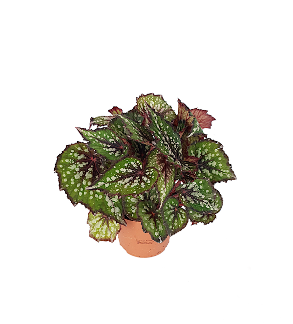 Begonia Bostella | Ø13cm H25cm