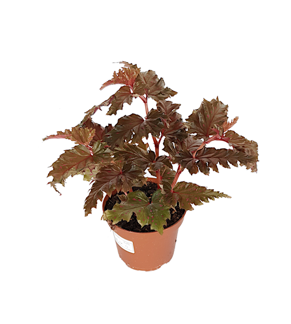 Begonia Serratipetala | Ø12cm H29cm