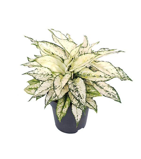 Aglaonema White Kiwi | Ø19cm H36cm