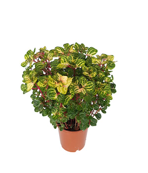 Iresine herbstii | Ø15cm H42cm