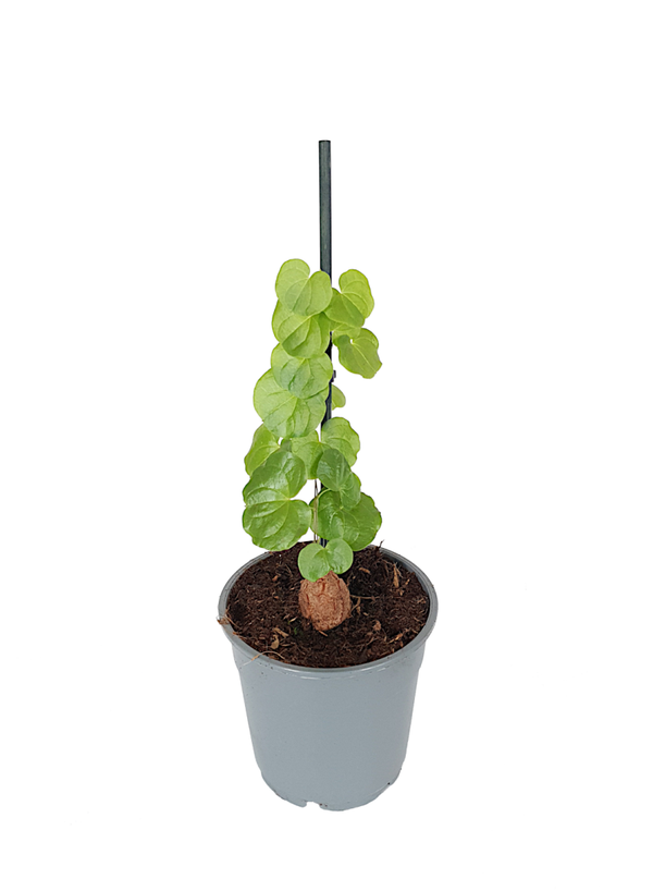 Dioscorea elephantipes caudex | African breeze oerknol | Ø12cm H30cm