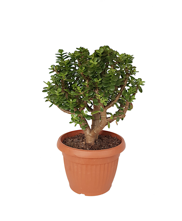 Crassula ovata 'minor' | Ø25cm H48cm