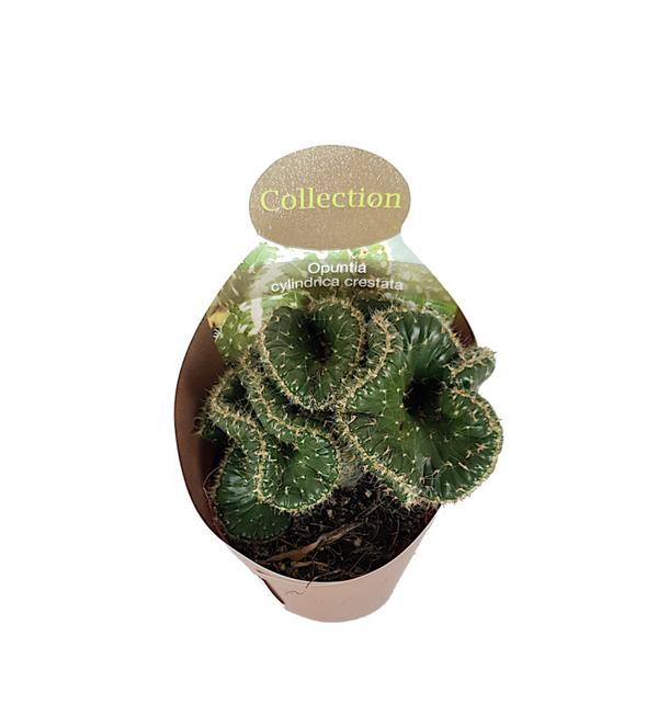 Opuntia cylindrica crestata | Ø10,5cm H14cm