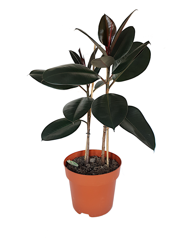 Ficus elastica 'Abidjan' | Ø24cm H84cm