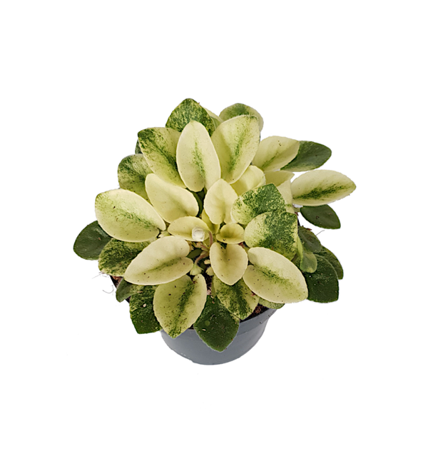 Saintpaulia variegata - Bont Afrikaans viooltje | Ø12cm H18cm