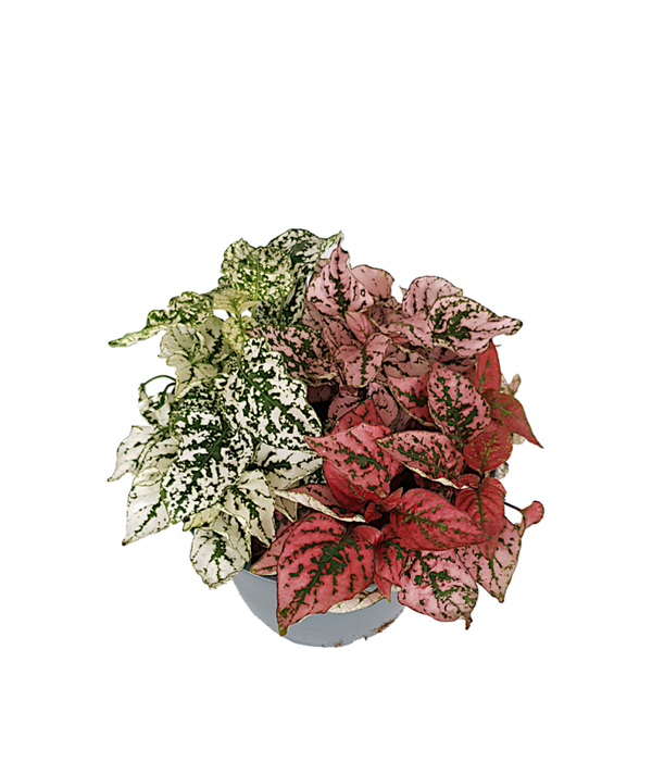 Hypoestes phyllostachya 3 kleuren | Ø17cm H20cm